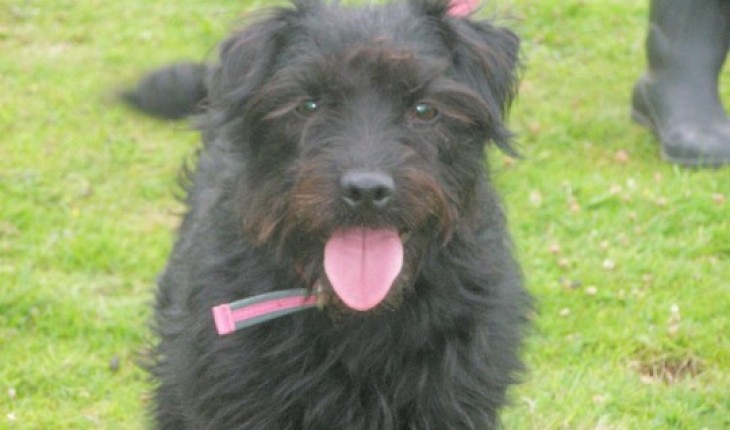 Molly – 4-5 year old female Patterdale Terrier dog for adoption