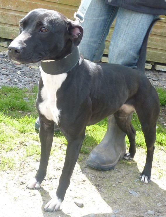 Jessie 12 month old female Whippet cross Staffordshire