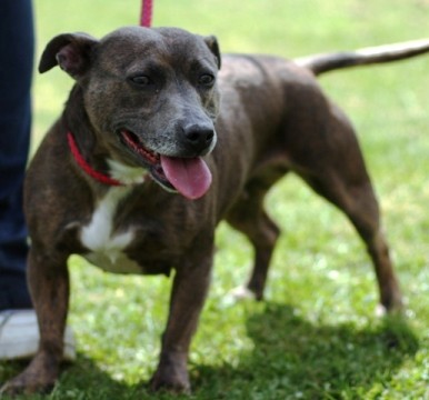 Lola – 1-2 year old female Staffordshire Bull Terrier cross Dachshund ...