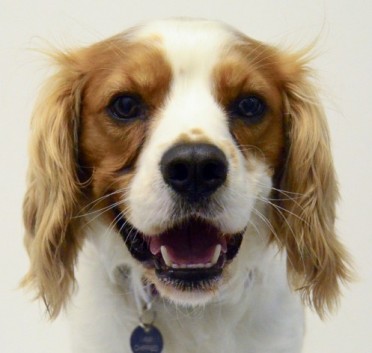 brittany spaniel cavalier king charles mix