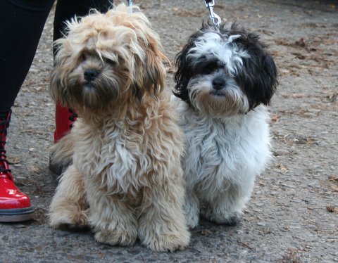 cross shih tzu and bichon frise