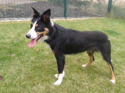 Sam 8 9 Month Old Male Border Collie Available For Adoption