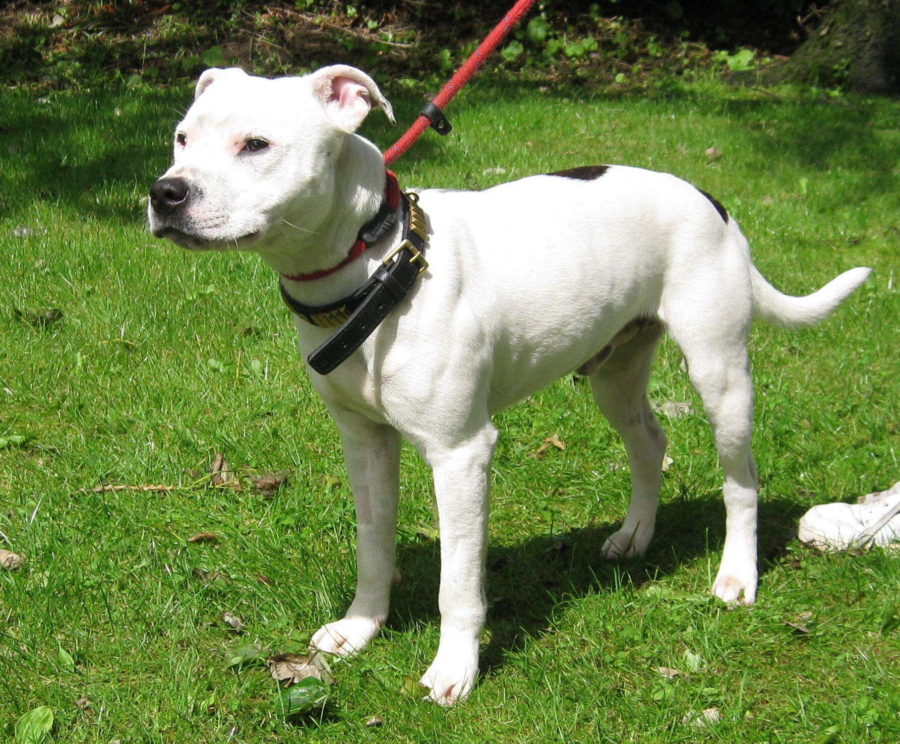 Caesar 11 month old male Staffordshire Bull Terrier
