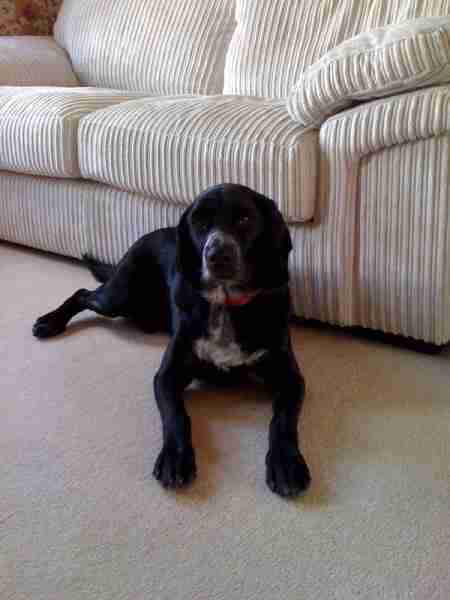 cocker pointer cross