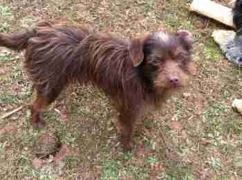 Poodle Kelpie Cross Online