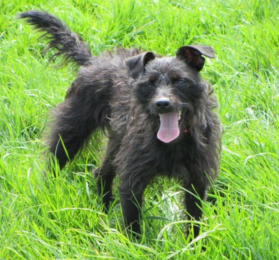 Dizzy – 2 year old female Patterdale Terrier dog for adoption