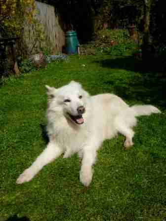 german shepherd and samoyed mix