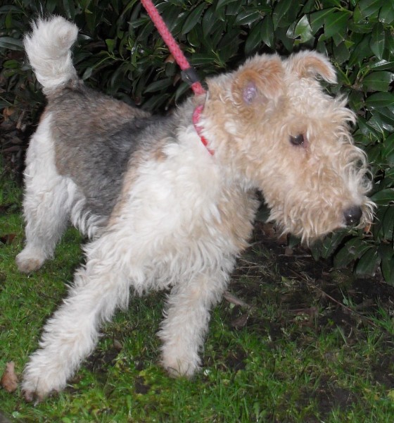 Daisy - 9 month old female Wire Haired Fox Terrier available for adoption