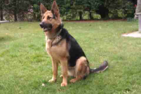 german shepherd 10 months