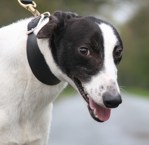 Max - 18 month old male Collie cross Greyhound available for adoption