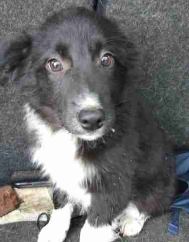 black face border collie