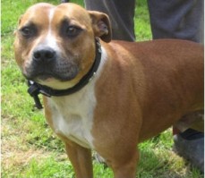 Posts by Happy Staffie Rescue Worcestershire | Dogs for Adoption ...