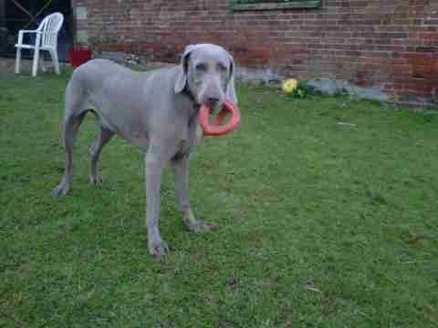 weimaraner 1 year old