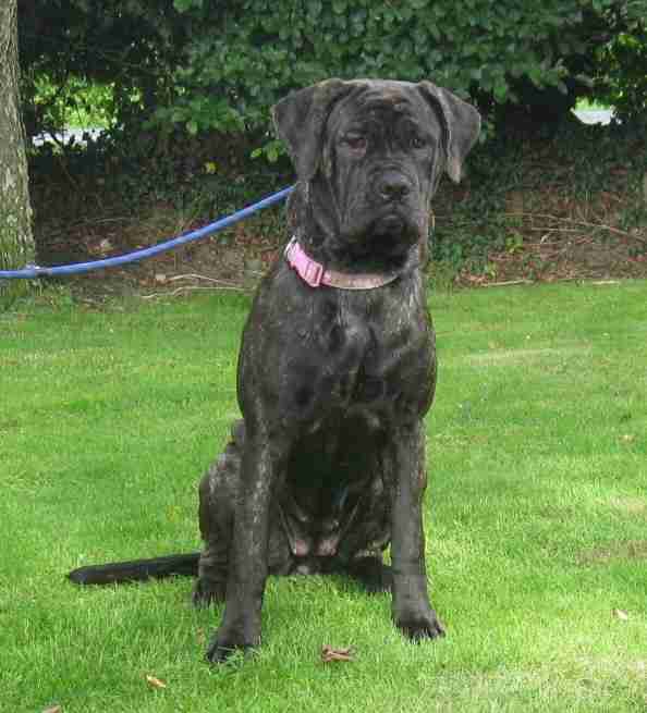 10 month old mastiff