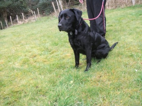 Max - 4 year old male Labrador available for adoption