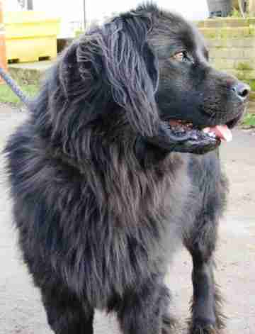 Fifi 2 Year Old Female Newfoundland Available For Adoption Fifi 2 Year Old Female Newfoundland
