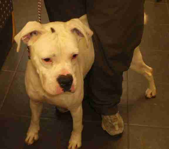 Acresway Kennels Southend on Sea Essex Dogs for Adoption dogsblog