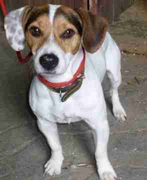 jack russell terrier x beagle
