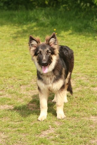 6 month female german shepherd