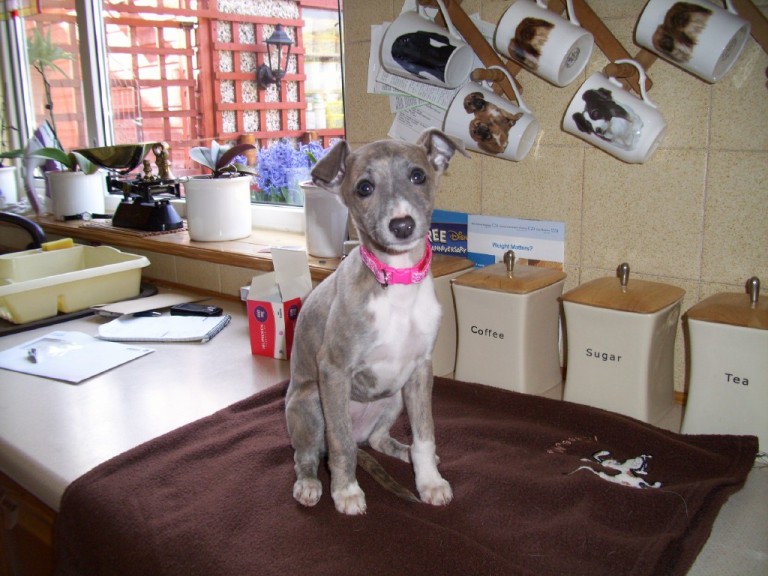 italian greyhound x whippet