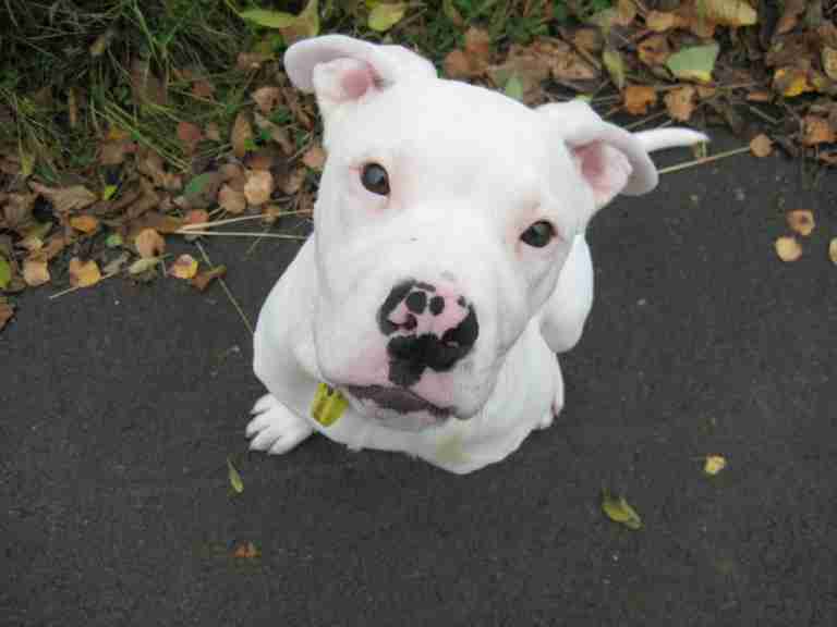 6 month old american bulldog