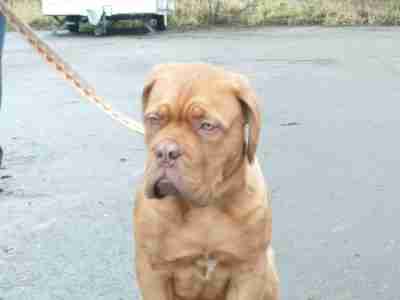 5 month old dogue de bordeaux