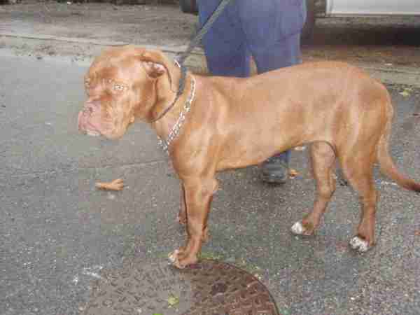 french mastiff boxer mix