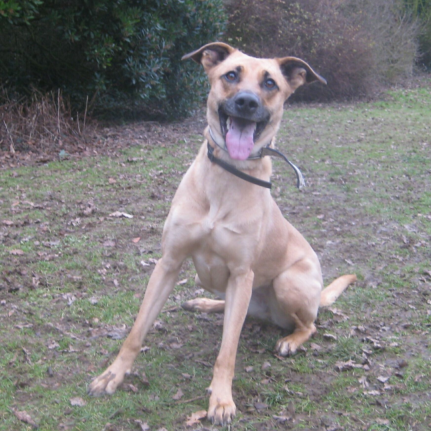 Lily 3 Year Old Female Rhodesian Ridgeback Cross Available For Adoption