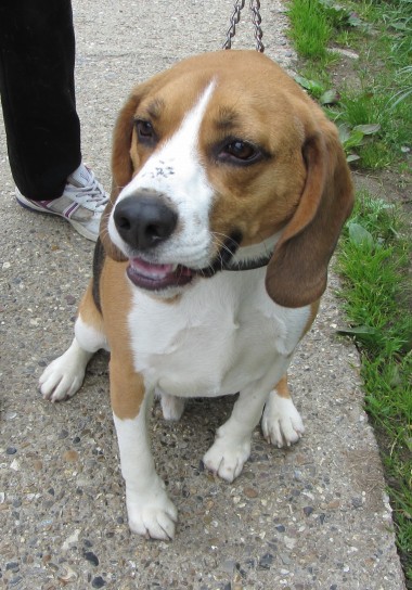 Stanley – 3 year old male Beagle dog for adoption