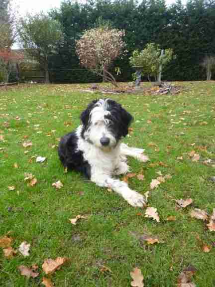 old english sheepdog cross border collie