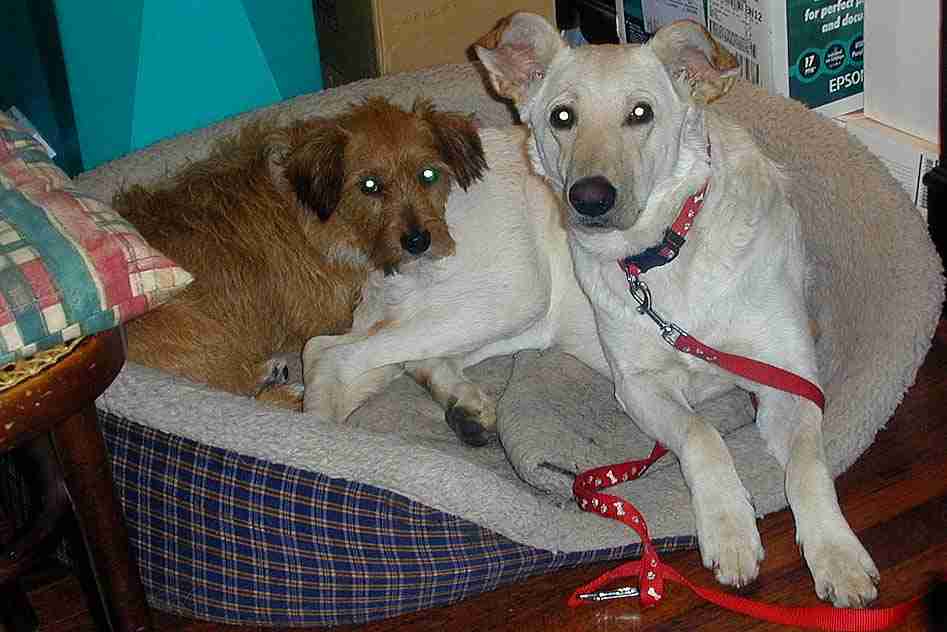 Ruby 2 1/2 year old female Lurcher cross German Shepherd Dog available for adoption Ruby 2 1/2 year old female Lurcher cross German Shepherd Dog available for adoption