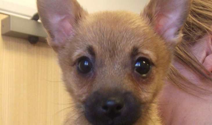 Daisy – 3 month old female Pomeranian cross Jack Russell Terrier dog ...