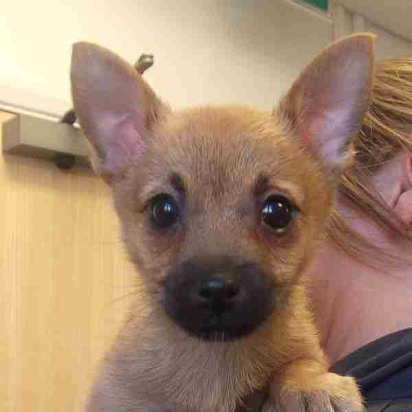 Daisy 3 month old female Pomeranian cross Jack Russell Terrier available for adoption