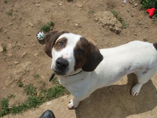 Bertie 3 year old male Bassett Hound Cross available for