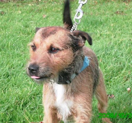 Posts by RSPCA Blackberry Farm Buckinghamshire | Dogs for Adoption ...