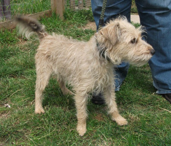 Molly 18 month old female Bedlington Terrier cross jack Russell