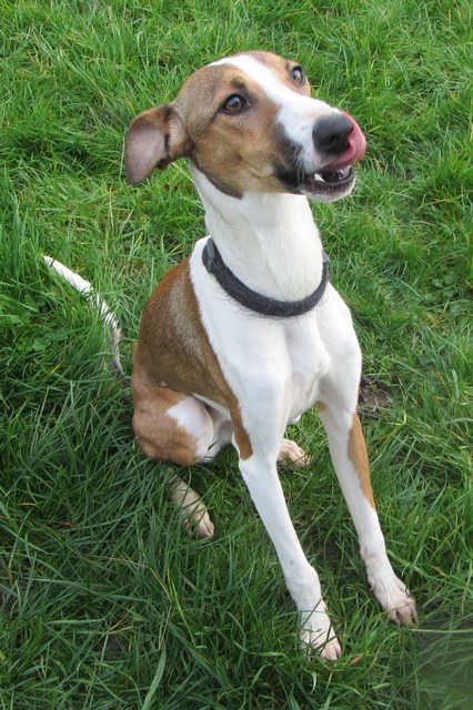 Prancer - 7-9 month old male Whippet available for adoption