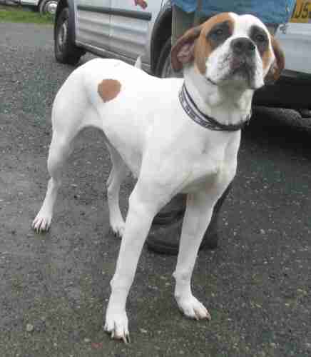 boxer cross pointer