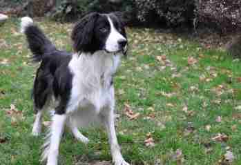 collie x springer