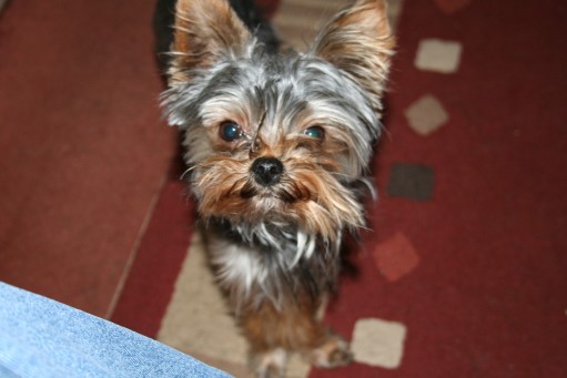 Posts by The Yorkshire Terrier and Toy Breed Rescue | Dogs for Adoption ...