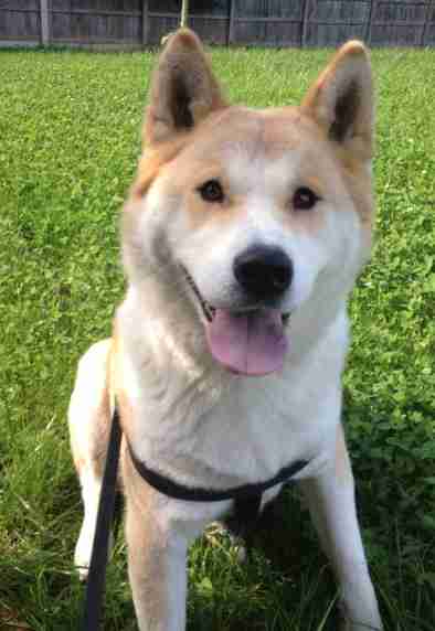 akita cross chihuahua