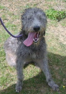 bedlington terrier lurcher