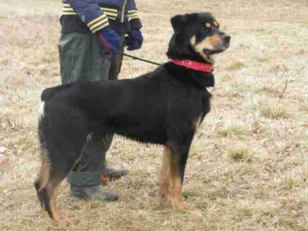 rottweiler x malamute