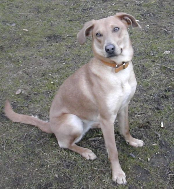 West Yorkshire Dog Rescue Dogs for Adoption dogsblog