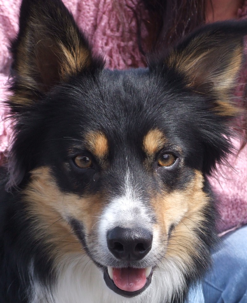 Sam - 2 year old male Border Collie available for adoption