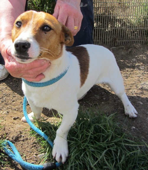 Buddy 1 year old male Jack Russell Terrier available for adoption
