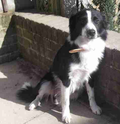 2 year old border collie