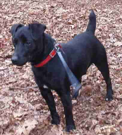 short haired patterdale