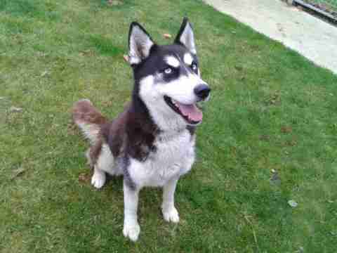 one year old husky