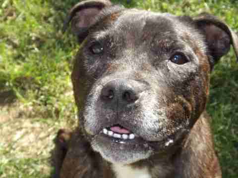 little angel staffie rescue